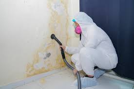 Best Black Mold Removal  in Mount Healthy Heights, OH